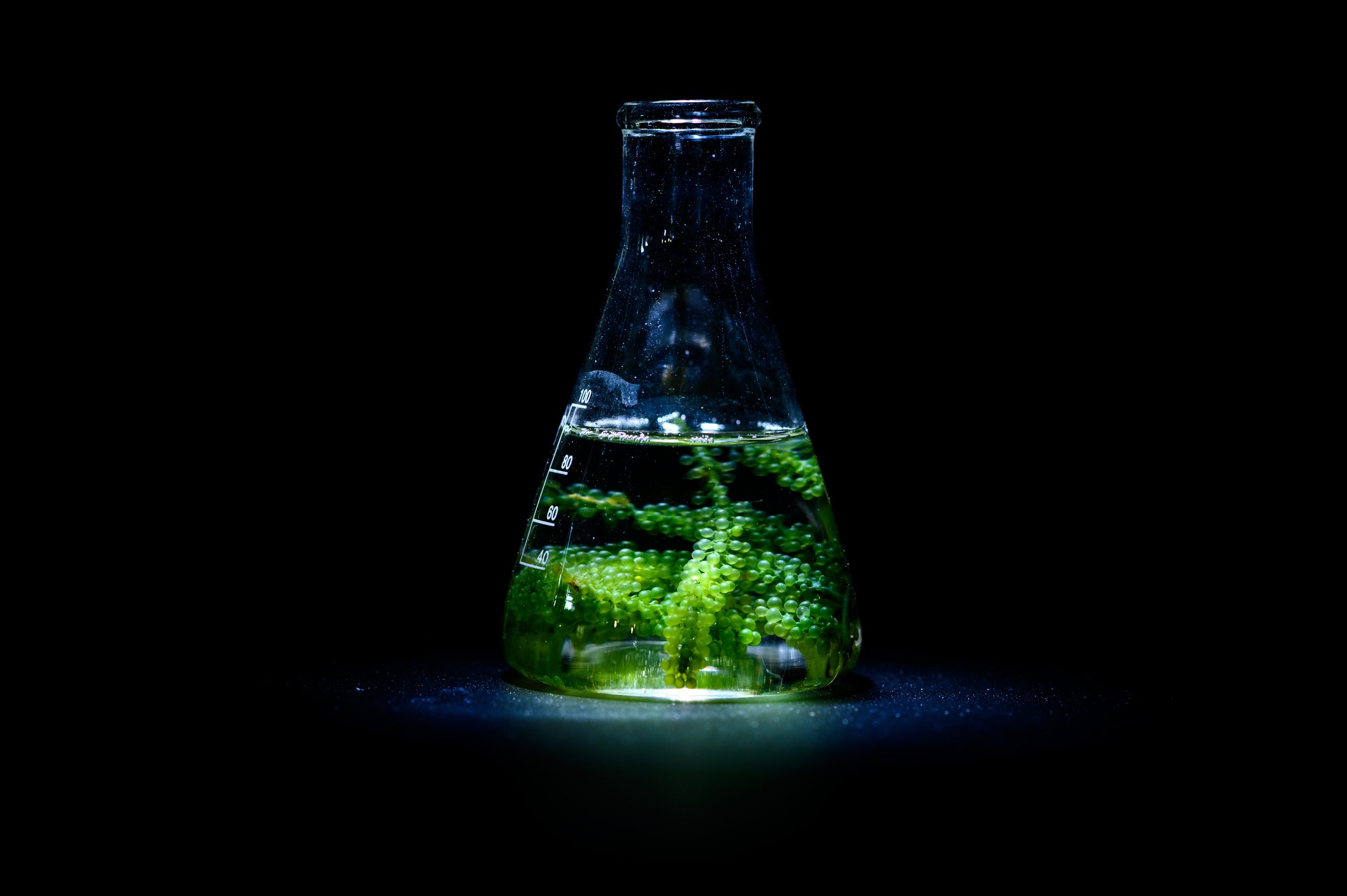 Fluorometers and Chlorophyll