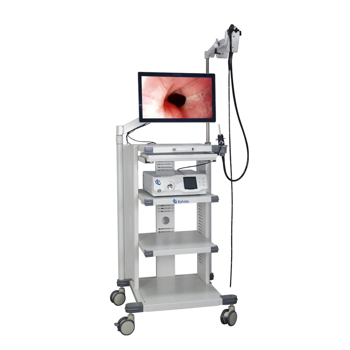 The Hidden Star of Animal Medical Progress: The Veterinary Video Endoscope