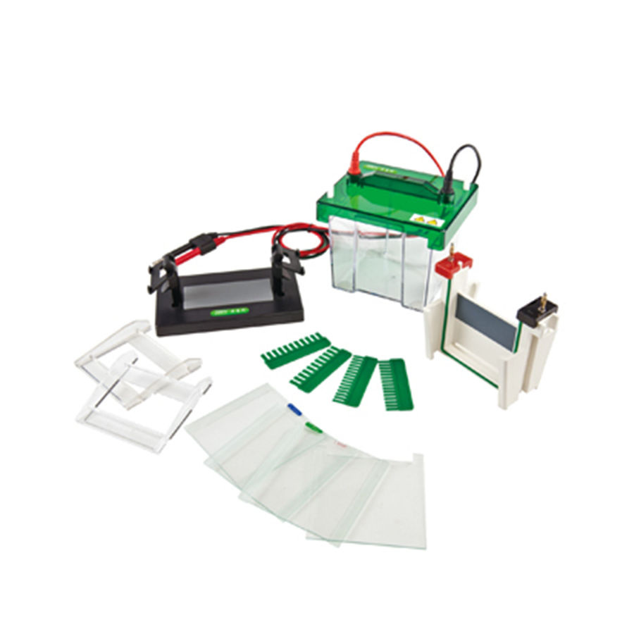 Electrophoresis: Separation and Analysis of Biomolecules in Genetic and Proteomic Research